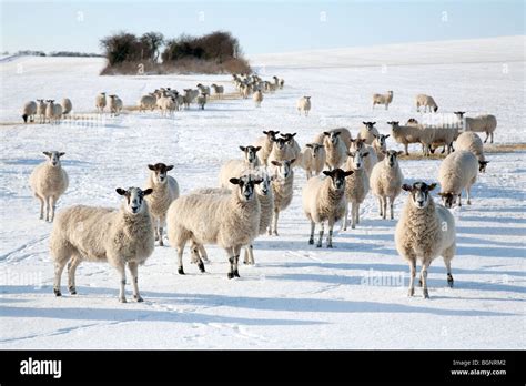 Winter Landscape Uk Sheep Uk Sheep Grazing In The Snow On A Sheep