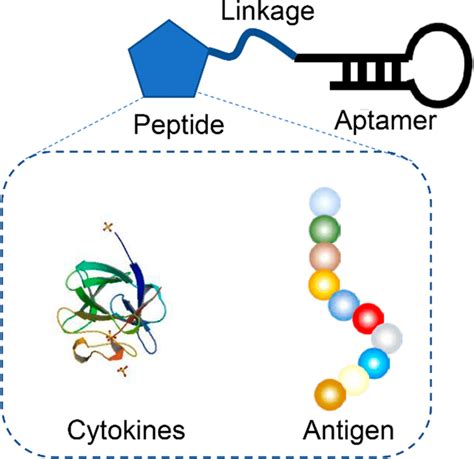 Schematic Illustration Of Aptamer−peptide Conjugated Systems