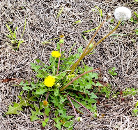 Different Types Of Weeds That Grows In Florida Lawns Home