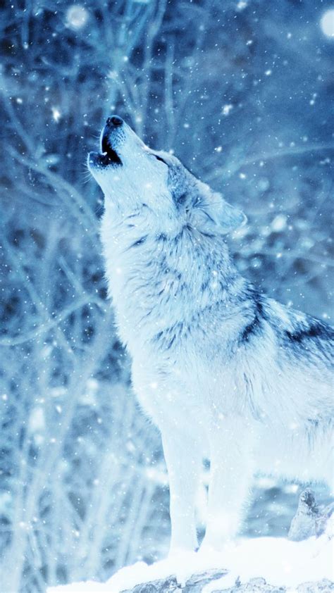 Wallpaper Wolf Winter Snow 4k Animals 16748