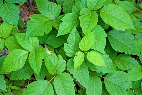 Poison Ivy How To Spot It How To Protect Yourself