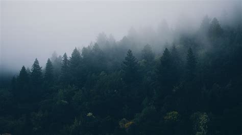 Foggy Forest Wallpaper Hd ~ Wallpaper Adam