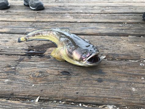 What Is This Fish Caught Off A Pier In San Diego Ca Fishing