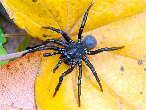 Four New Tarantula Species Discovered In Colombia •
