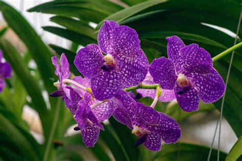 Extured Purple Moth Orchids Phalaenopsis Amabilis Commonly Known As