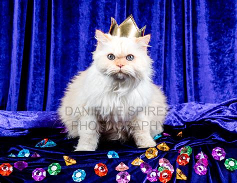 12 Months Of Gary Cat Calendar — Danielle Spires Photography