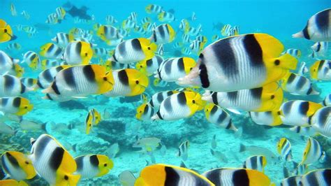 Tropical Fish Backgrounds Wallpaper Cave