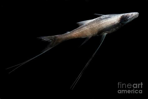 Tripod Fish Photograph By Danté Fenolio Pixels