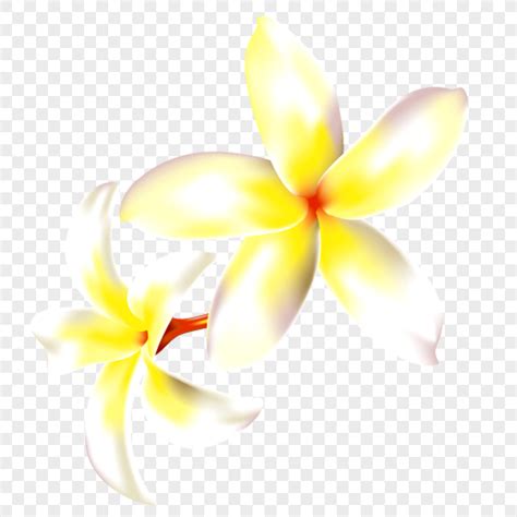 The pnghost database contains over 22 million free to download transparent png images. Fiori Gialli Png