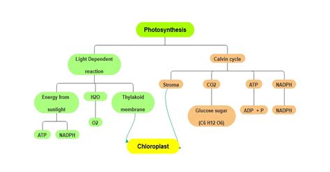 Photosynthesis Concept Map Template Edrawmind
