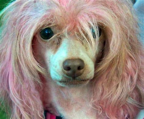 Use the list below to find the perfect name for your blonde dog. Wowza—5 Hilarious Dog Hairstyles | The Dog People by Rover.com