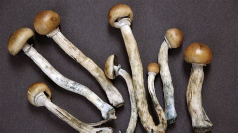 Denver Votes To Decriminalize Possession Of Magic Mushrooms Shots