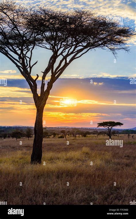 Sunset In Savannah Of Africa With Acacia Trees Safari In Serengeti Of