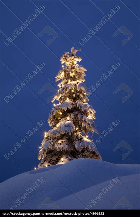 Weihnachtsbaum Im Schnee Winter Stockfoto 4996323 Bildagentur
