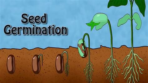 Seed Germination Experiment Youtube
