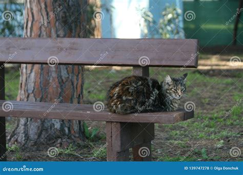 Cat On A Park Bench Stock Photo Image Of Grass Whiskers 139747278