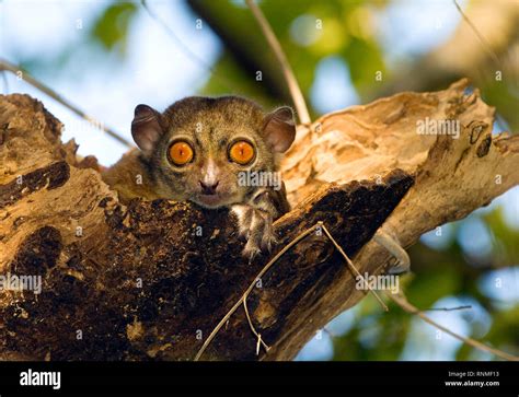 Northern Sportive Lemur In Madagascar Stock Photo Alamy