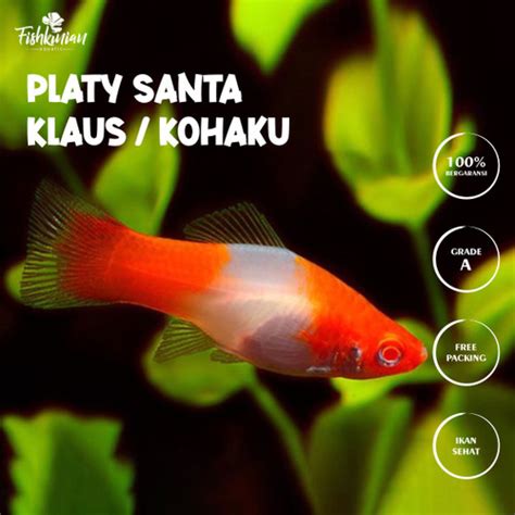 Promo Ikan Hias Air Tawar Aquascape Aquarium Platy Santa Claus Kohaku