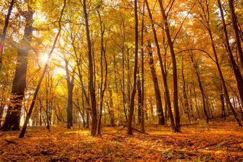 Gold Autumn With Sunlight Beautiful Trees In The Forest Stock Photo