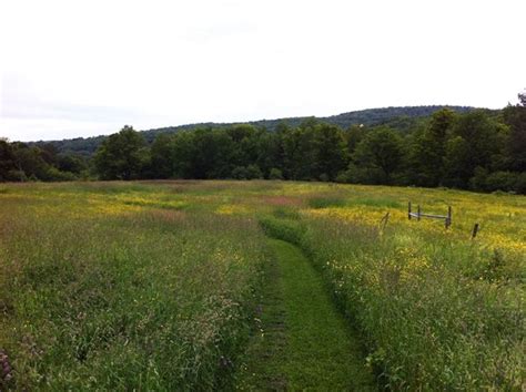 Mowed Path Through Buttercup And Native Grasses Meadow Wilde Wiese