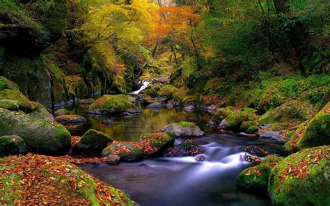 Stream In The Forest Hd Wallpaper