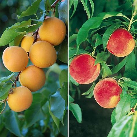 Duo Fruit Tree Peach And Apricot Yougarden