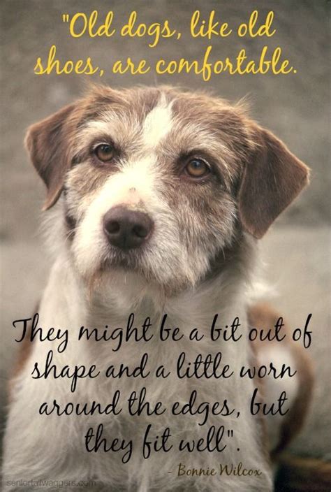 49 Best Old Dog Quotes Images On Pinterest Best Friends