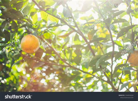 One Orange Orchards Thailand Stock Photo 1594034269 Shutterstock