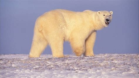 Osos Polares Caníbales Son Hallados En El Ártico N