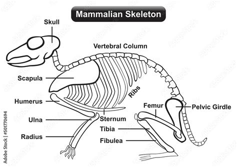 Mammalian Skeleton Anatomy Infographic Diagram Skull Vertebral Column