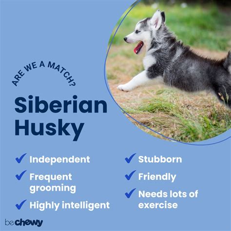 Siberian Husky Breed Characteristics Care And Photos Bechewy