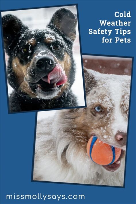 Cold Weather Safety Tips For Pets Miss Molly Says In 2021 Pets Pet