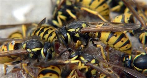 Flying Insects That Look Like Wasps