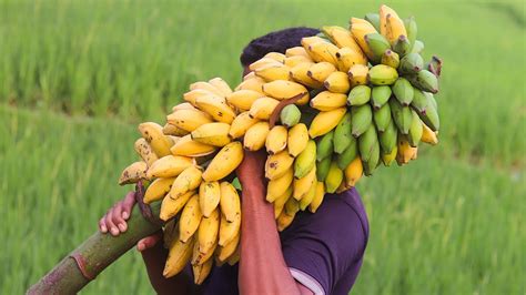 Ripe Banana Picking From Banana Garden Part 4 Youtube
