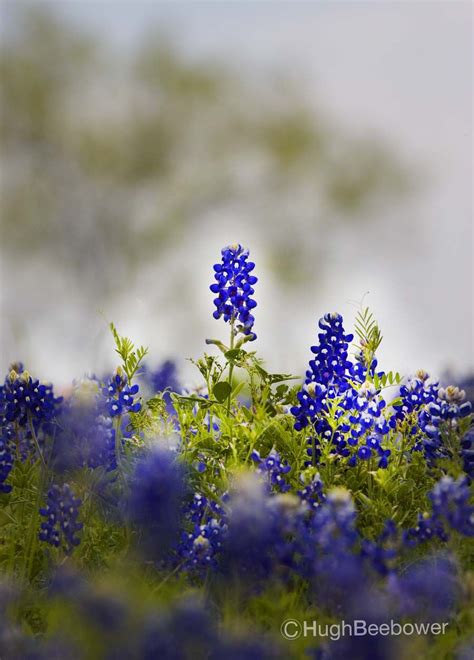 Beebower ComThe Story Behind The Photo Springtime In Texas Means Bluebonnets Lots Of