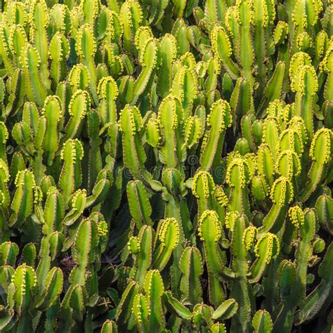 Cactus Tree Euphorbia Ingens In Jardin De Cactus Lanzarote Stock Photo