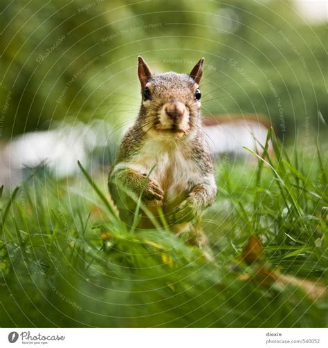 Nature Plant Tree Animal A Royalty Free Stock Photo From Photocase