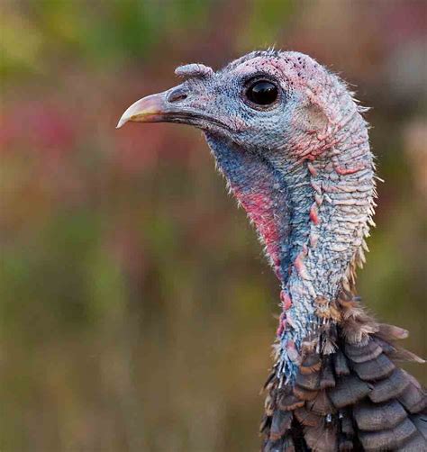 Wild Facts About Wild Turkeys Us Fish And Wildlife Service