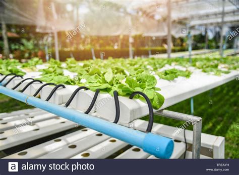 Hydroponic System Young Vegetable And Fresh Green Butter Lettuce Salad