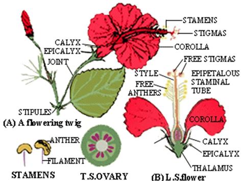 Bunga Mawar Dan Bagian Bagiannya Imagesee