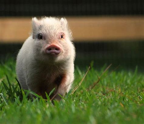 Words can't explain what a wonderful person you are. Meet Hamlet: The World's Cutest Pig