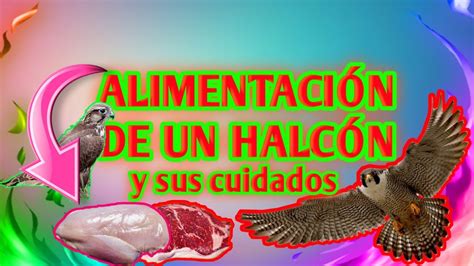 Cuidados Significado Y Alimentaci N Del Halc N Youtube