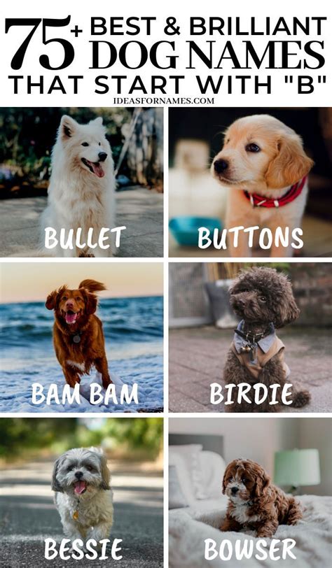 Click a letter to see more breeds. Small Dog Breeds That Start With B