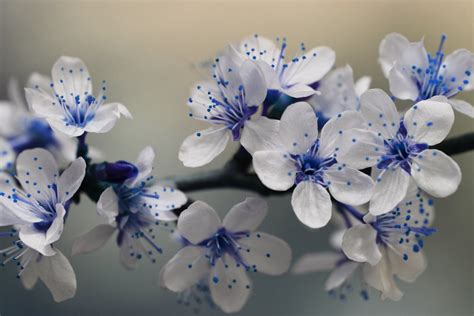 Free Stock Photo Of Blossom Blossoms Blue