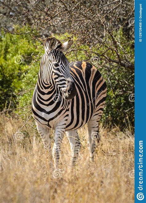 Zebra Kruger National Park South Africa Safari Animals Wildlife