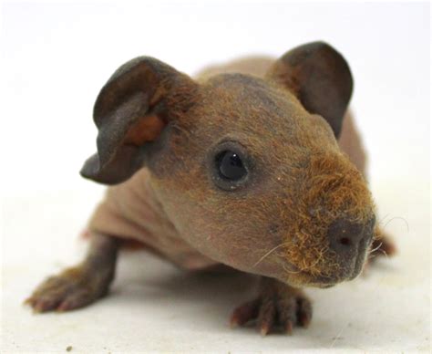 These Skinny Hairless Guinea Pigs Look Like Tiny Hippos And Theyre