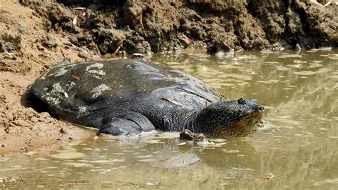 How Vietnam Is Trying To Save Its Beloved Giant Yangtze Softshell Turtles Saigoneer