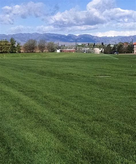 Sod Products In Northern Colorado Bigfoot Turf