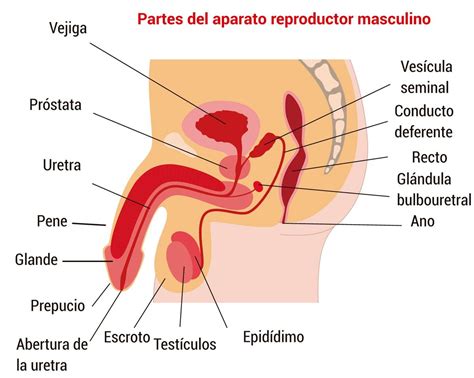 Anatomia Externa Del Aparato Reproductor Masculino Porn Sex Picture