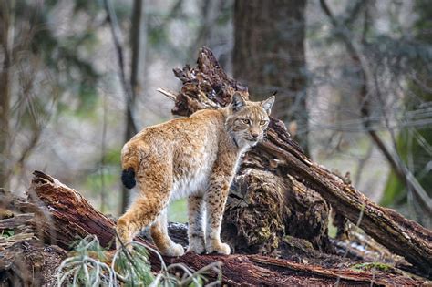 Lynx Predator Animal Wildlife Big Cat Hd Wallpaper Peakpx